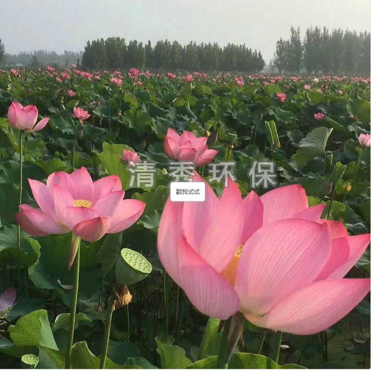 荷花苗種植各方面的要求有哪些？