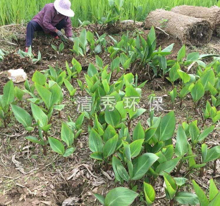 水生植物的生長習(xí)性