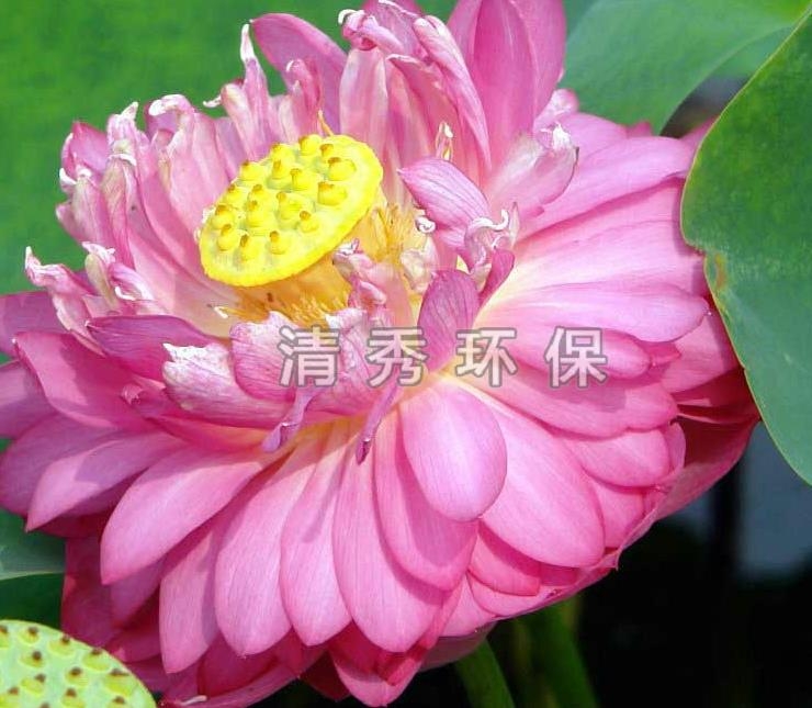 荷花苗栽培環(huán)境的要求