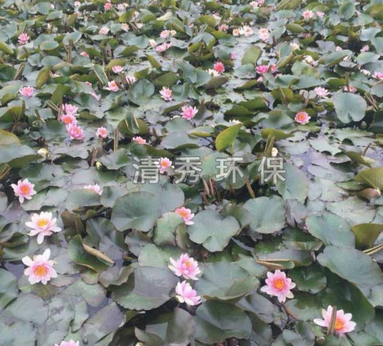 睡蓮怎么培養(yǎng)的